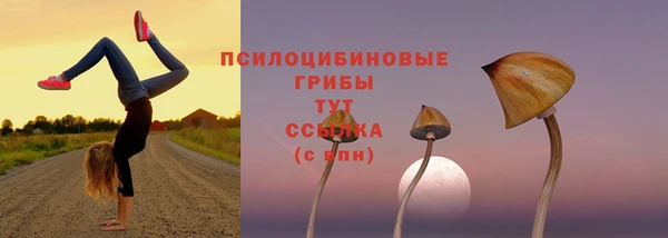 сатива Надым
